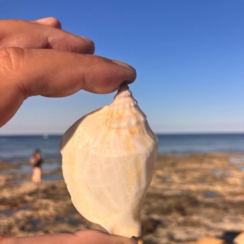 ciprus-kagylo-gyüjtes